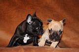 BOULEDOGUE FRANCAIS 793